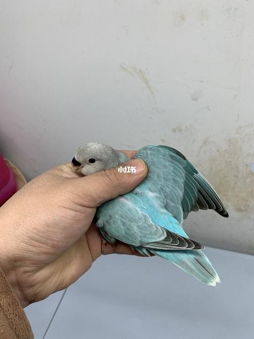 新手如何判断牡丹鹦鹉鸟的年龄?