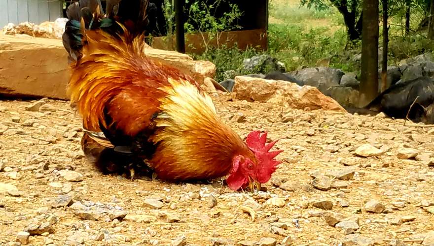 撒一把米到地上喂鸡,美丽的大公鸡使劲的啄.