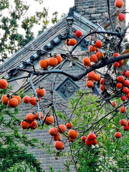 到了秋天,深红的柿子,像一束火焰,让你惊叹.