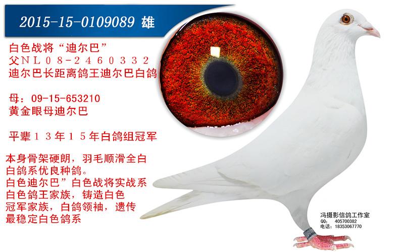 白色迪尔巴 保证金级 拍卖