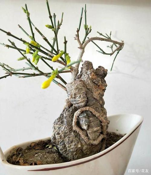 迎春花附石盆景制作,山石嶙峋,虬龙抱峰,龙爪迎春