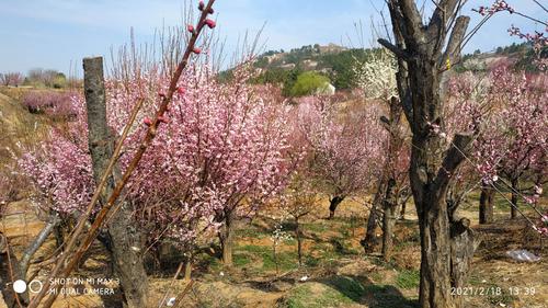 塔子山梅花基地一日游
