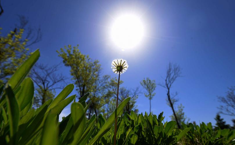 初夏,雨后阳光下