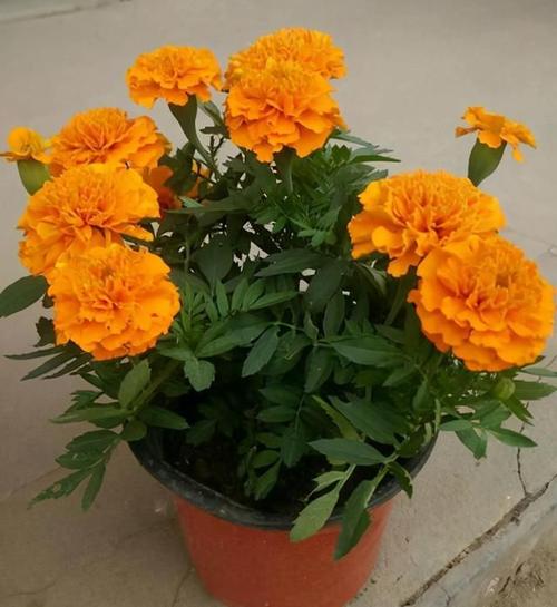 怎么养出爆盆的孔雀草?