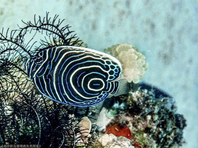 海洋鱼类多斑斓|西沙群岛|南沙群岛|东沙群岛|珊瑚礁