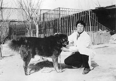 藏獒:一半是传说,一半是真实