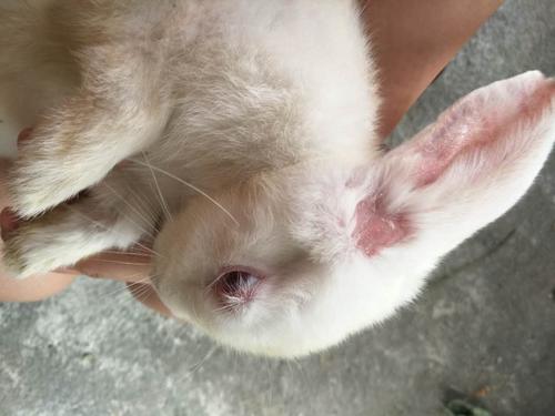 兔子长藓了 如何医治与预防