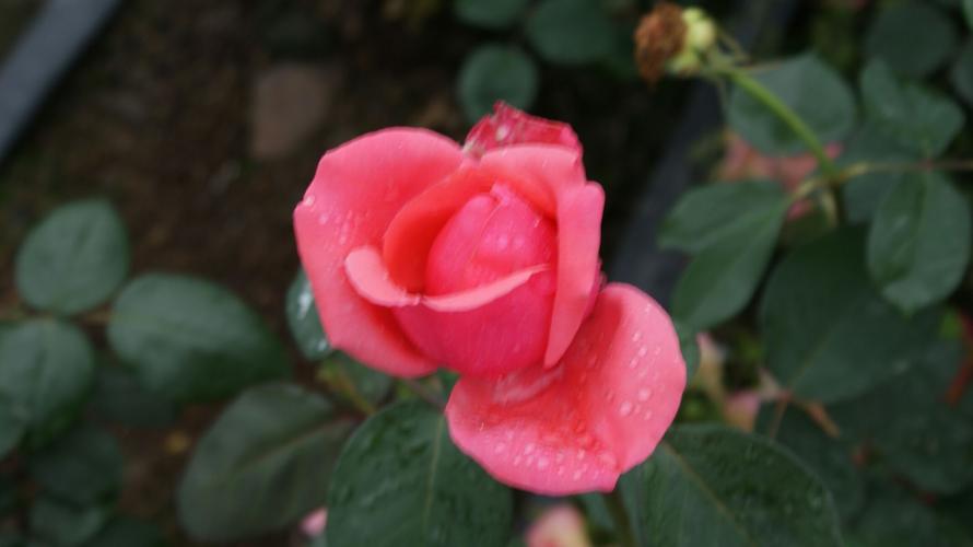 04.26 市中区平兴游坝村看梅槐花