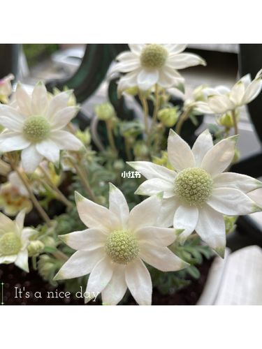 四季花常在之法兰绒花_日本_法兰绒_滤镜_夏天去哪玩