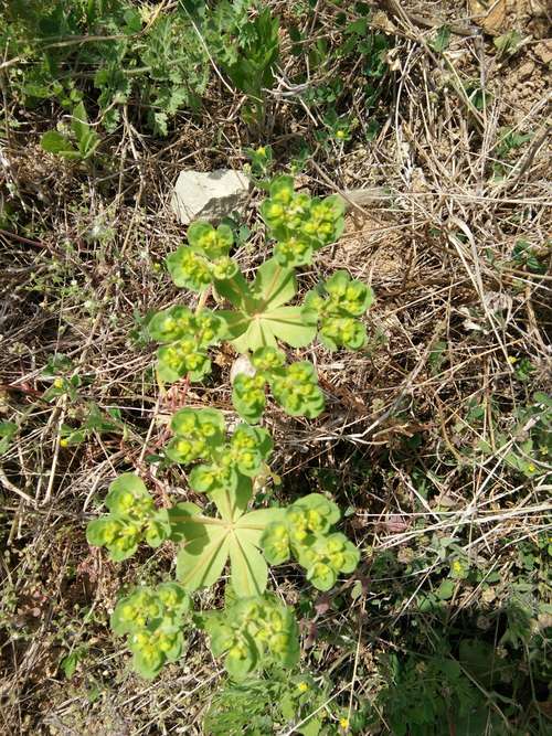 猫儿姜下面有一个花盘子装着它们柔软的身子,每三个花瓣聚集在一起