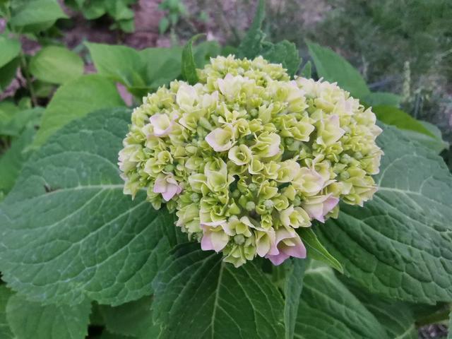 粉色绣球花很漂亮,谁知道它是什么品种?