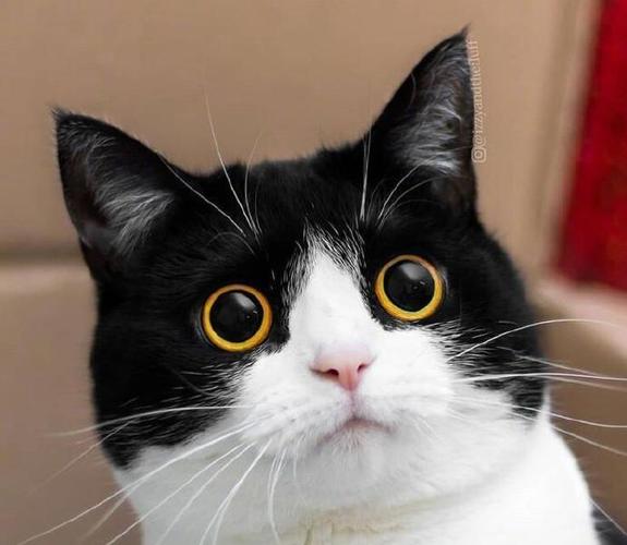 假期一到兴奋的眼睛瞪得像铜铃这大概就是这样