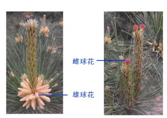 松树的雌球花与雄球花(摄影:韩宏杰)