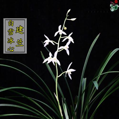 兰花花苗建兰四季兰铭白雪冰心原生老种夏带花卉