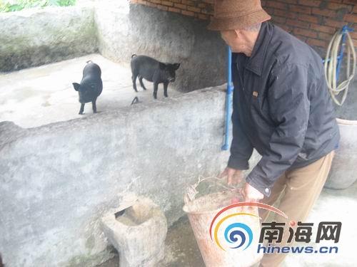 屯昌黑猪年饲养量1万多头 饲料配方独特