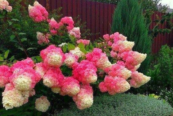 虹越花卉