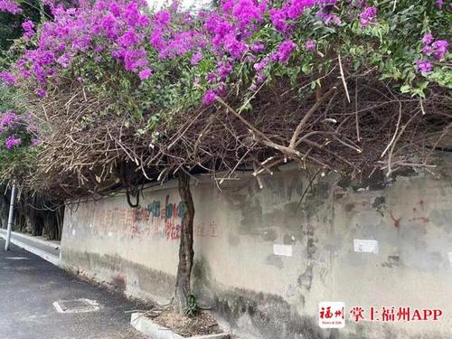福州这片"出墙"三角梅意外走红!实际现状"反转"了