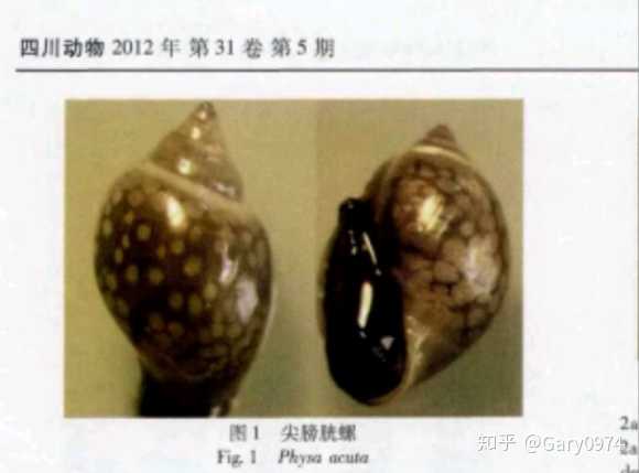 百度的话叫囊螺,咱们国内的称呼叫膀胱螺,一般是水草没处理干净带进缸