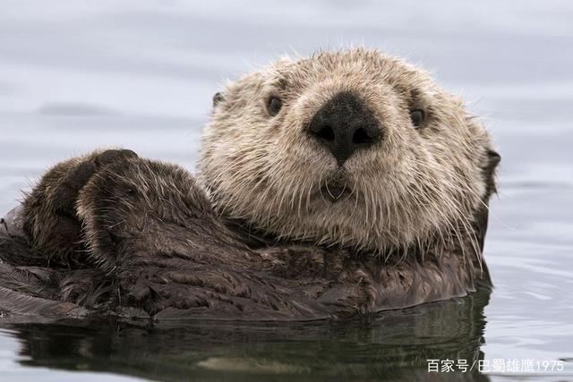 最可爱的小动物:呆萌的海獭高清图片赏析