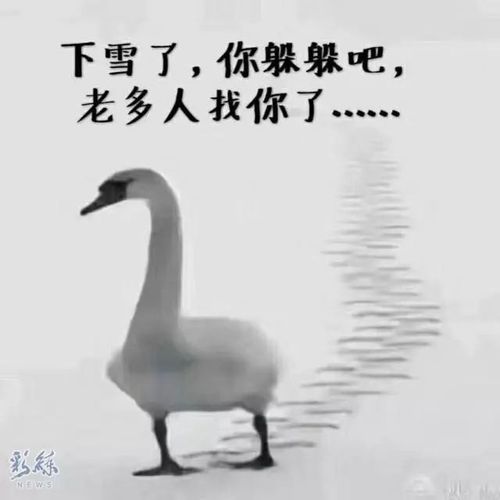 【初雪】昨天初雪过后,大鹅无辜躺枪!不过不过不过.