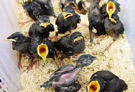 八哥每年繁殖几次