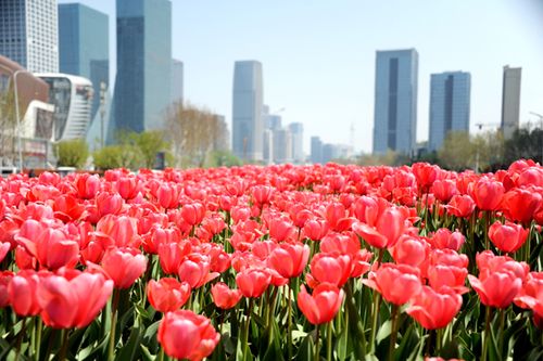 泉城广场15万盆郁金香绽放
