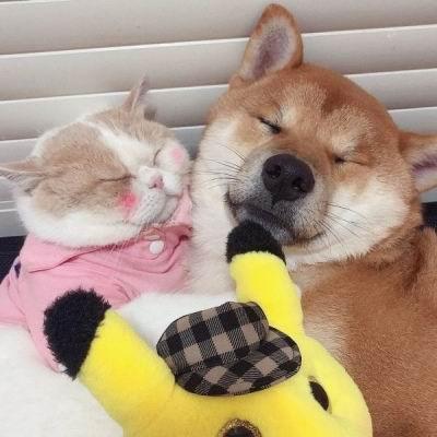 动物情侣头像猫狗一对头像_非常可爱的猫狗情侣头像