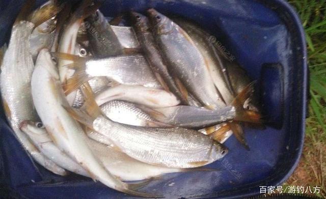 春钓鲴鱼的方法 夏秋钓鲴鱼的技巧 用什么饵料