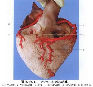 正常冠状动脉主干和主要分支均在冠状沟和前后室间沟中的心外膜下行走