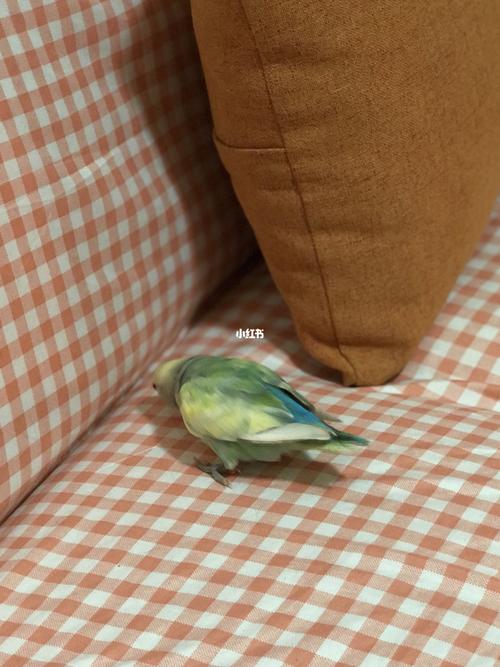 花桃—乱七八糟的颜色_鹦鹉_手养牡丹鹦鹉_宠物_宠物
