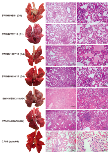 猪身上发现一种新型重组流感病毒,具备大流行特征