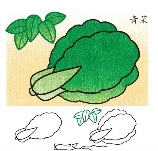 彩色简笔画:青菜