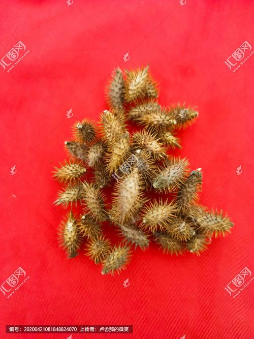 [正版商业]苍耳子