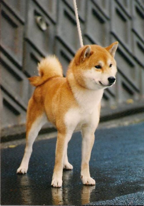 这是柴犬~~~~!