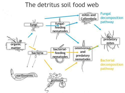 horticulture,植物,园艺,英文,ppt the detritus soil food web mites