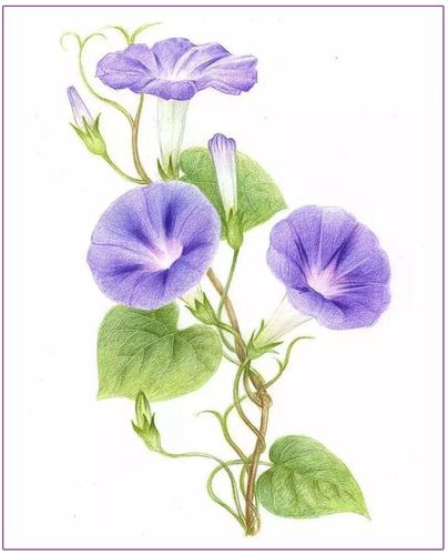 枣庄市少儿美术中心 东方班 线上教学《牵牛花》