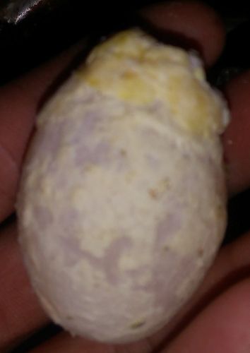 一岁母鸽下蛋了