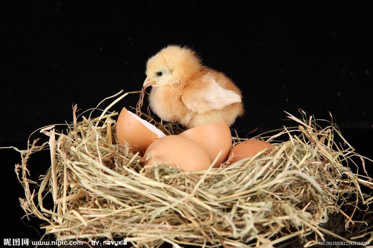 破壳而出的小鸡图片