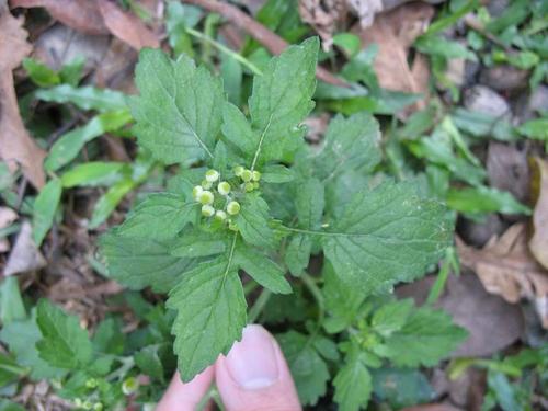  a href="#">茎 /a> a href="#">枝 /a>较坚硬,被白色短绒毛或