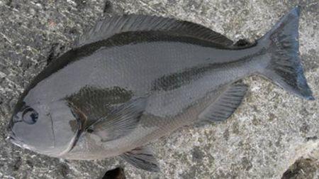 下图为     黑鱾     girella nigricans   ,俗称  黑毛鱼   下图