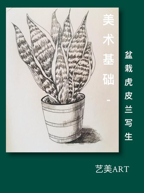 美术基础:静物速写(五)虎皮兰写生