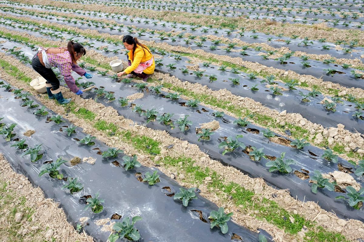 20日,贵州省黔东南苗族侗族自治州锦屏县新化乡映寨村村民在田间劳作