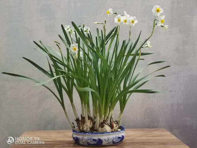 水仙花