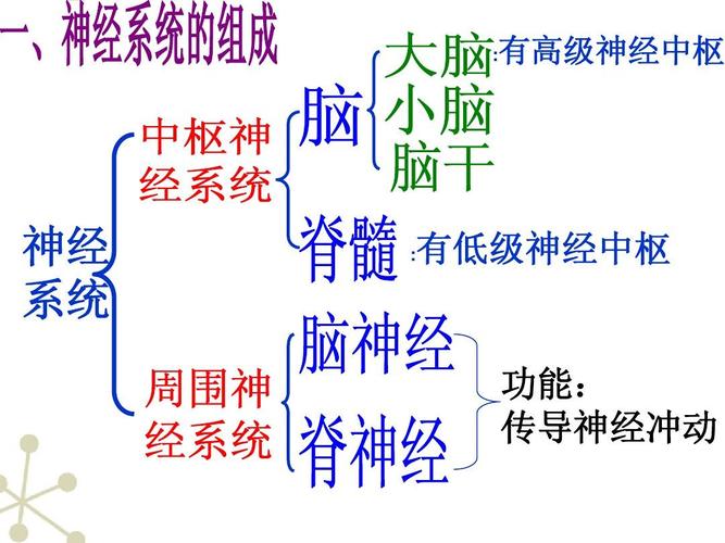 七年级生物下册_神经系统的组成课件_人教新课标版