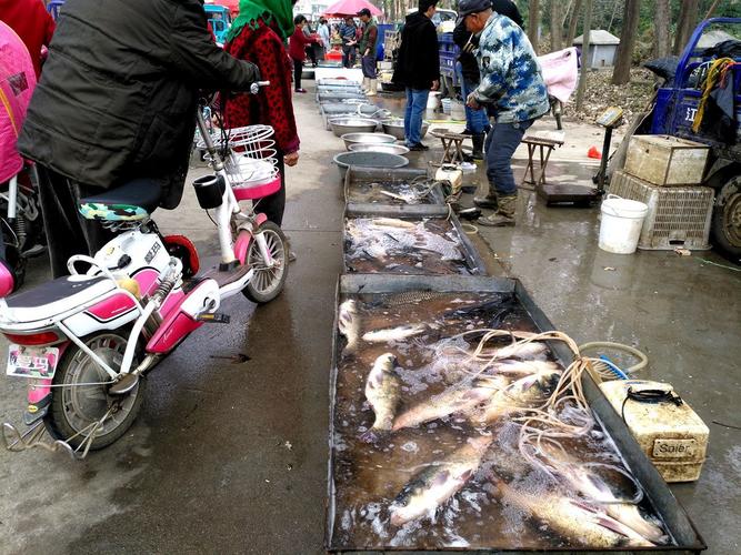 本地农村最大的淡水鱼市场为啥大鱼好卖鲢鱼草鱼八九斤太平常