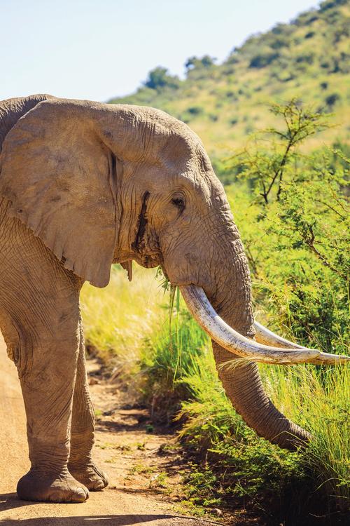 它们非洲森林象非洲象非洲动物照片 热带草原非洲象