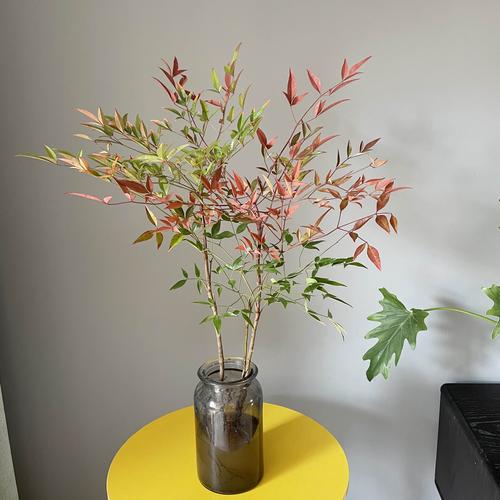 南天竹树苗ns水培植物南天竹观叶室内吊钟马醉木庭院装饰耐寒盆栽