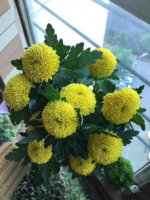 新型盆栽绿植乒乓菊,花型奇特美丽,花期长,养护简单,值得拥有