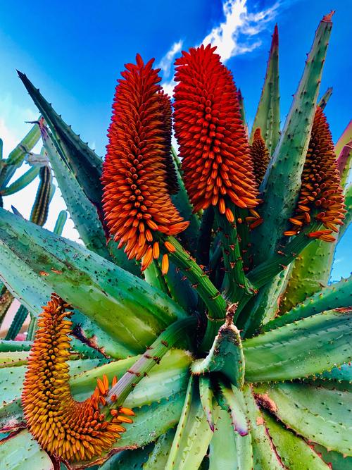 我种植的鬼切芦荟树龄已有24年,今年刚刚开花,吸引不少爱