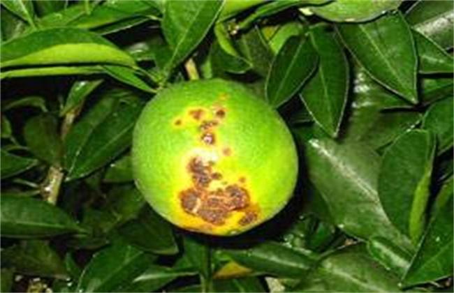 脐橙的溃疡病防治方法